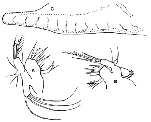 Species Oithona brevicornis - Plate 4 of morphological figures