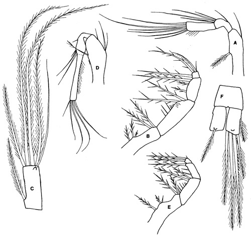 Espèce Oithona brevicornis - Planche 5 de figures morphologiques