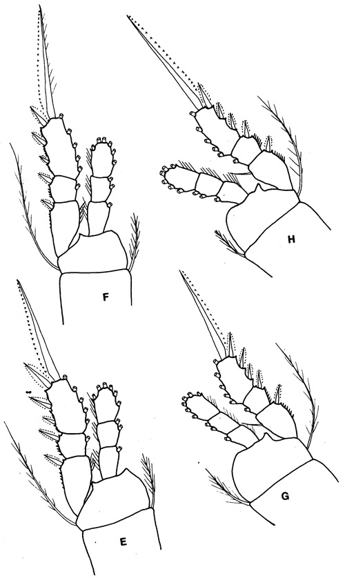 Species Oithona wellershausi - Plate 7 of morphological figures