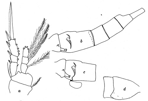 Species Dioithona oculata - Plate 1 of morphological figures