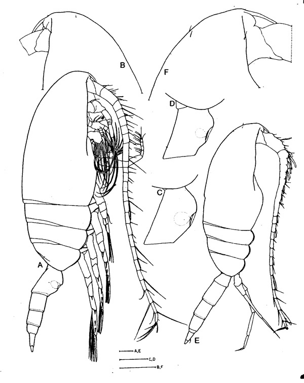Espce Pseudocalanus major - Planche 1 de figures morphologiques