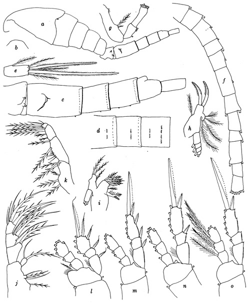 Espce Oithona bjornbergae - Planche 1 de figures morphologiques