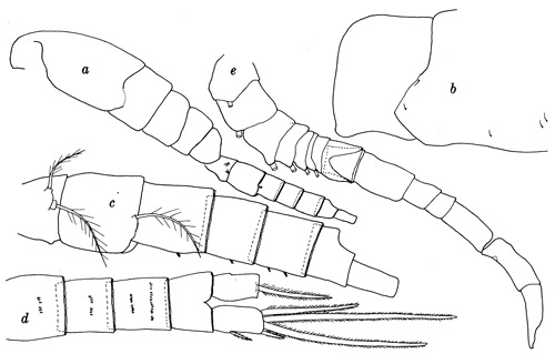 Espèce Oithona flemingeri - Planche 1 de figures morphologiques