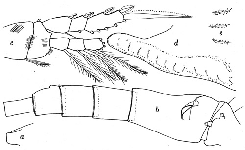Species Oithona hebes - Plate 4 of morphological figures