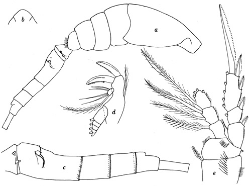 Species Oithona oswaldocruzi - Plate 1 of morphological figures