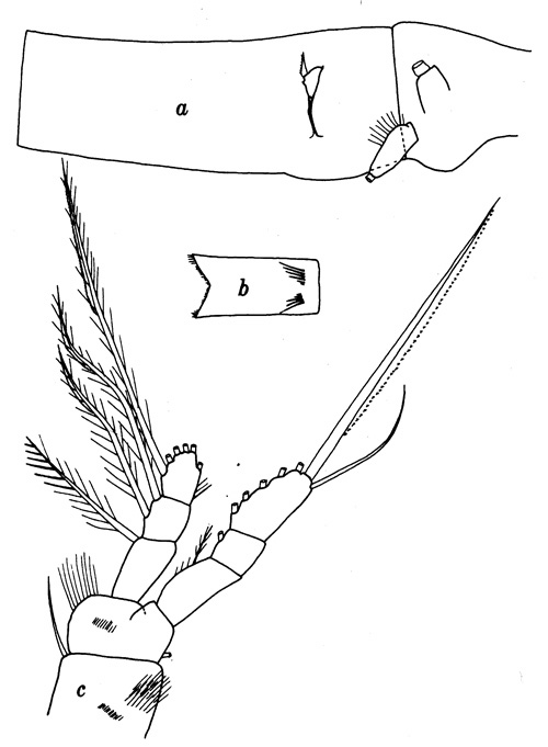 Espèce Oithona setigera - Planche 1 de figures morphologiques