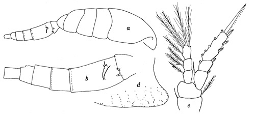 Espèce Oithona simplex - Planche 1 de figures morphologiques