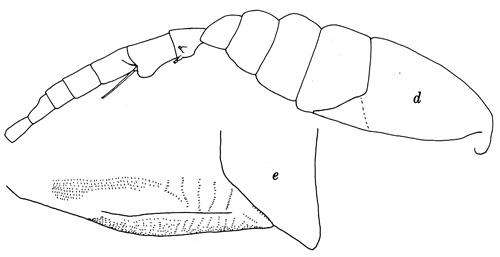 Espèce Oithona sp.2 - Planche 1 de figures morphologiques