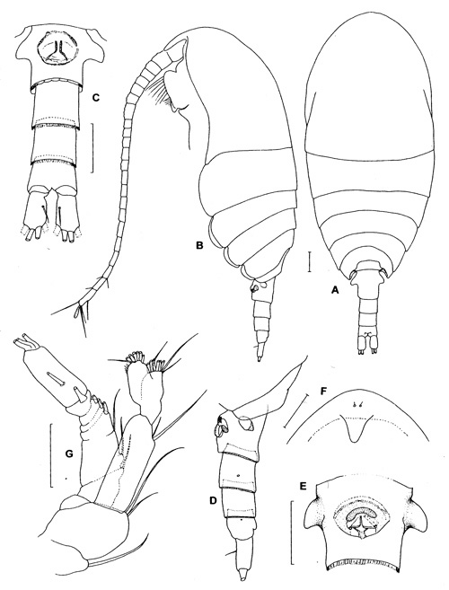 Espèce Damkaeria bicornuta - Planche 1 de figures morphologiques