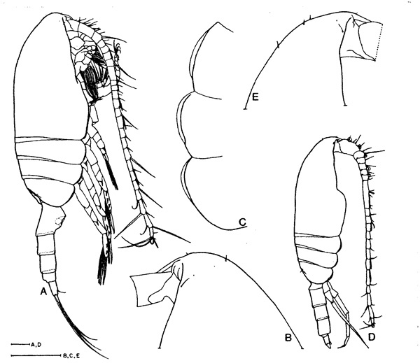 Espce Pseudocalanus elongatus - Planche 1 de figures morphologiques