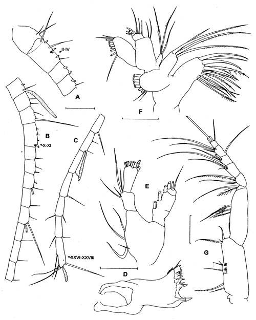 Espèce Damkaeria bicornuta - Planche 2 de figures morphologiques
