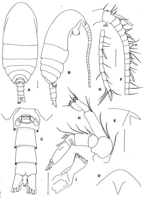 Espce Kunihulsea antarctica - Planche 1 de figures morphologiques
