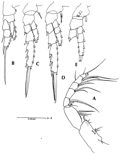 Espce Kunihulsea arabica - Planche 2 de figures morphologiques