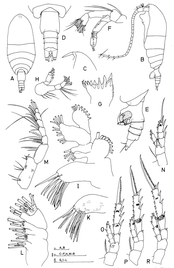 Species Temoropia setosa - Plate 1 of morphological figures