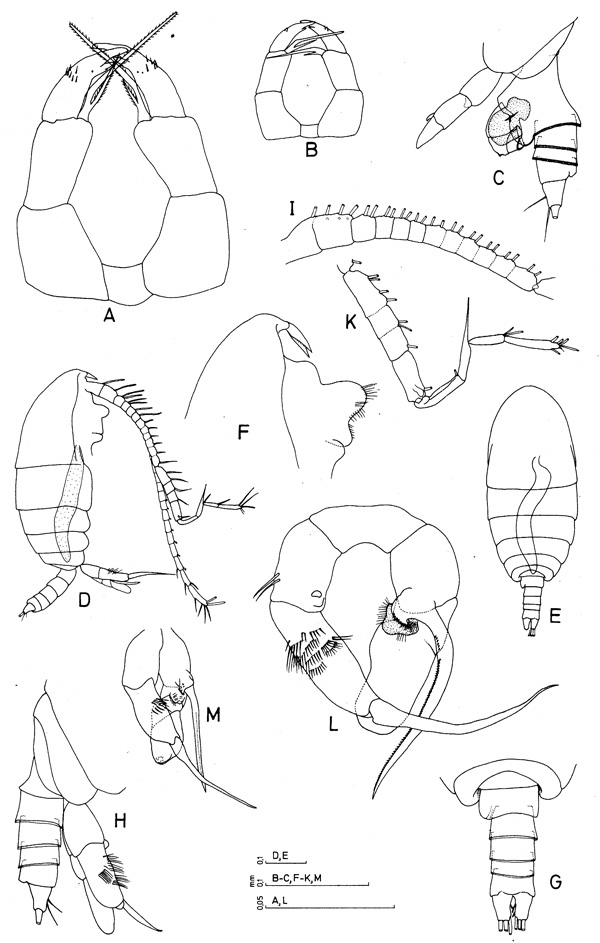 Species Temoropia setosa - Plate 2 of morphological figures