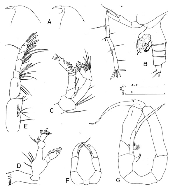 Espce Temoropia minor - Planche 1 de figures morphologiques