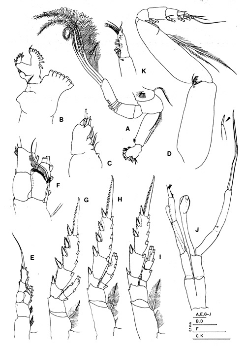 Espèce Pterochirella tuerkayi - Planche 3 de figures morphologiques