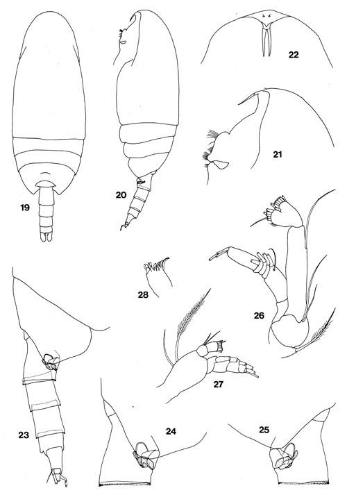 Species Scaphocalanus paraustralis - Plate 1 of morphological figures