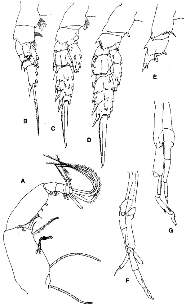 Espce Scolecithricella paramarginata - Planche 3 de figures morphologiques