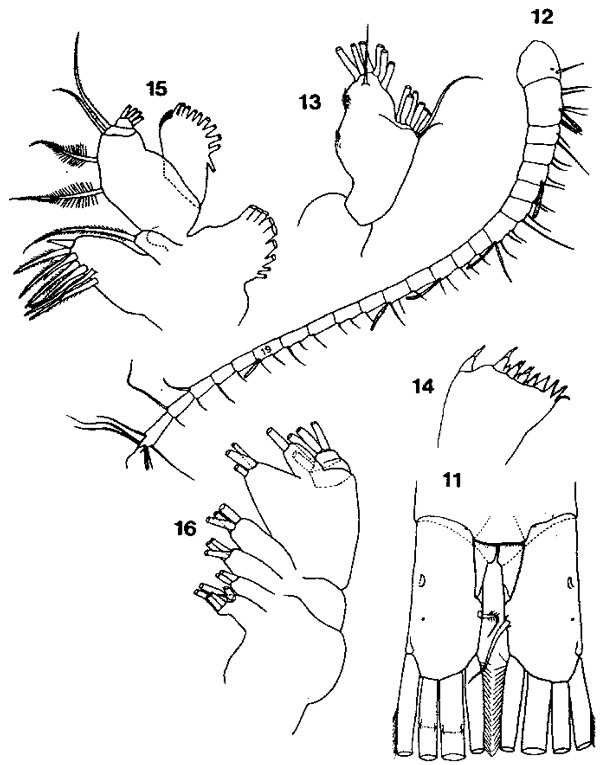 Espce Isaacsicalanus paucisetus - Planche 1 de figures morphologiques