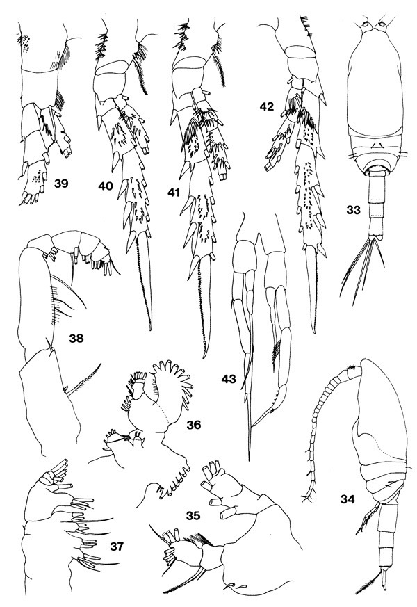 Espèce Spinocalanus spinosus - Planche 3 de figures morphologiques