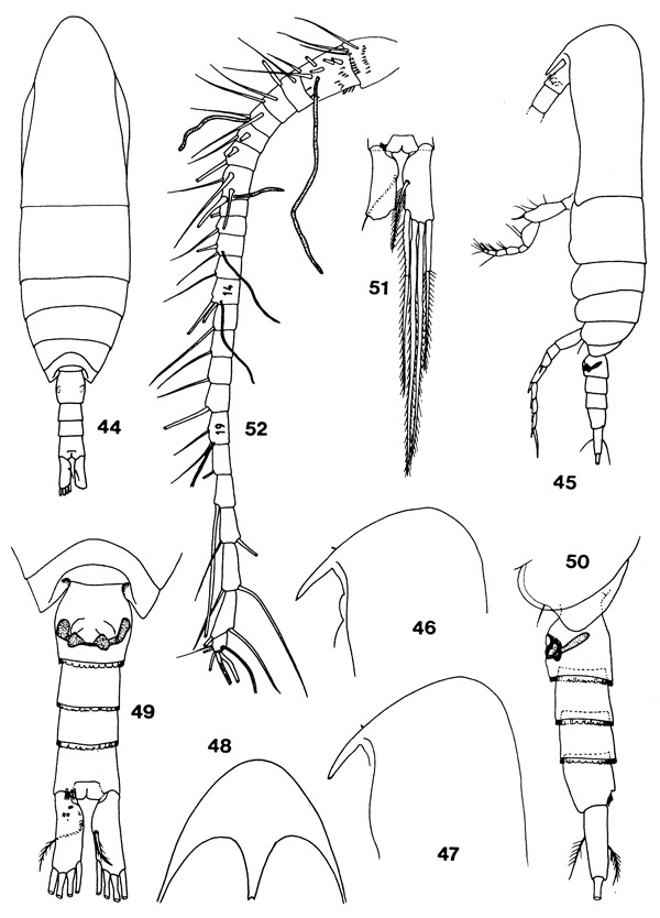 Species Teneriforma meteorae - Plate 2 of morphological figures