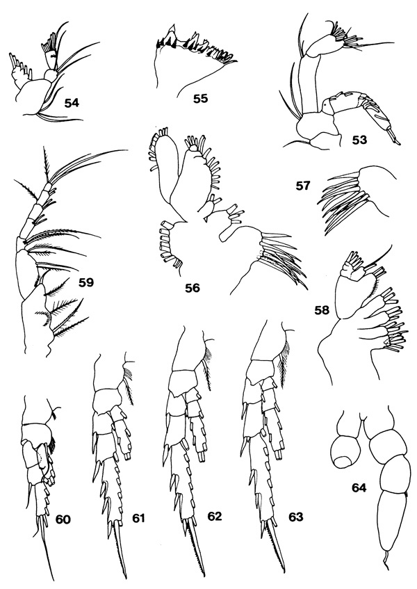 Species Teneriforma meteorae - Plate 3 of morphological figures