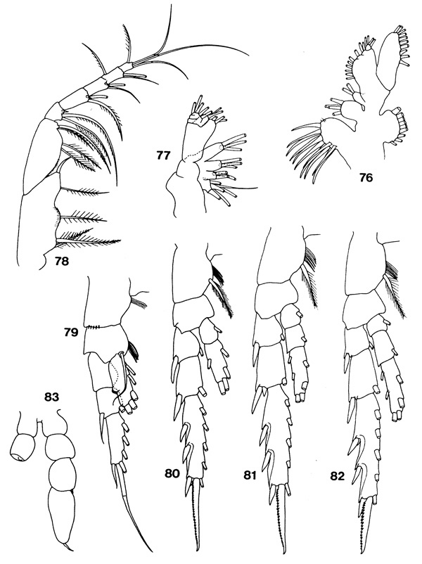 Species Teneriforma pentatrichodes - Plate 2 of morphological figures