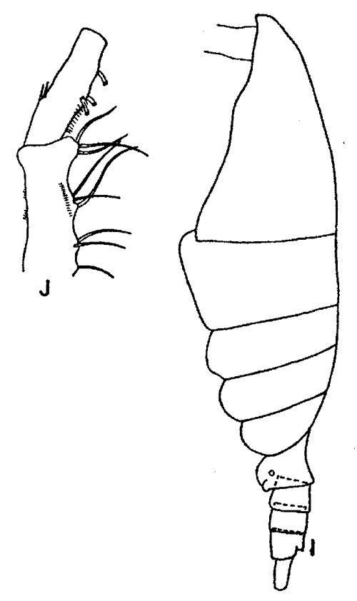 Espèce Spinocalanus abyssalis - Planche 6 de figures morphologiques