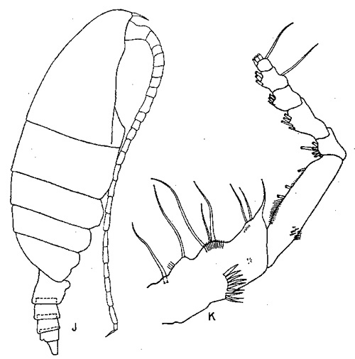 Espèce Monacilla typica - Planche 5 de figures morphologiques