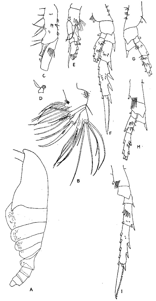 Species Spinocalanus oligospinosus - Plate 2 of morphological figures