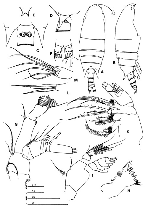 Espce Parabradyidius angelikae - Planche 1 de figures morphologiques