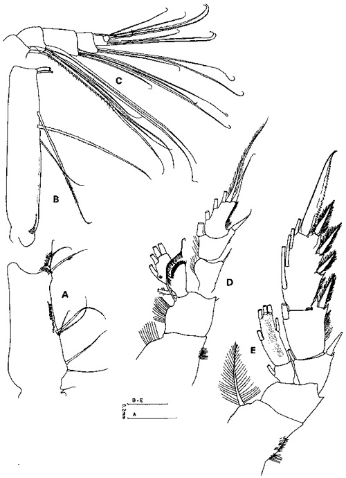Species Parabradyidius angelikae - Plate 3 of morphological figures