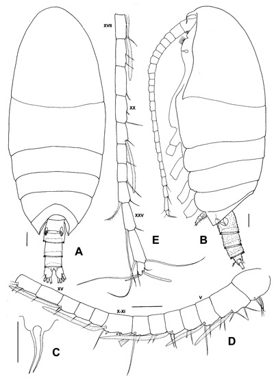 Espèce Brachycalanus antarcticus - Planche 1 de figures morphologiques