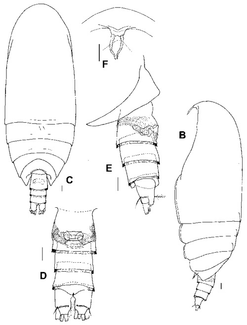 Espèce Scolecitrichopsis elenae - Planche 1 de figures morphologiques