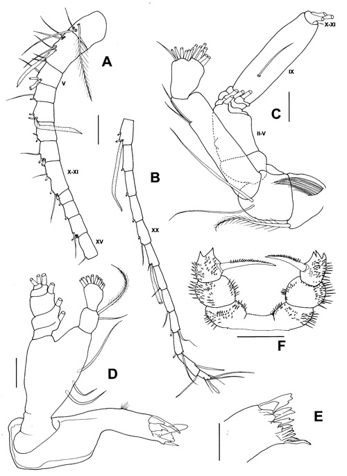 Espèce Scolecitrichopsis elenae - Planche 2 de figures morphologiques