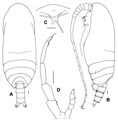 Espèce Scolecitrichopsis elenae - Planche 5 de figures morphologiques