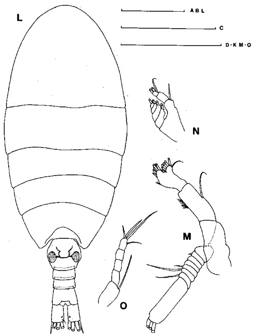 Species Disco robustipes - Plate 1 of morphological figures