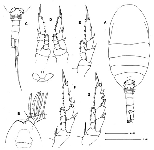 Espce Paradisco nudus - Planche 2 de figures morphologiques