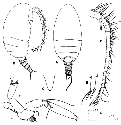 Species Frigocalanus rauscherti - Plate 1 of morphological figures