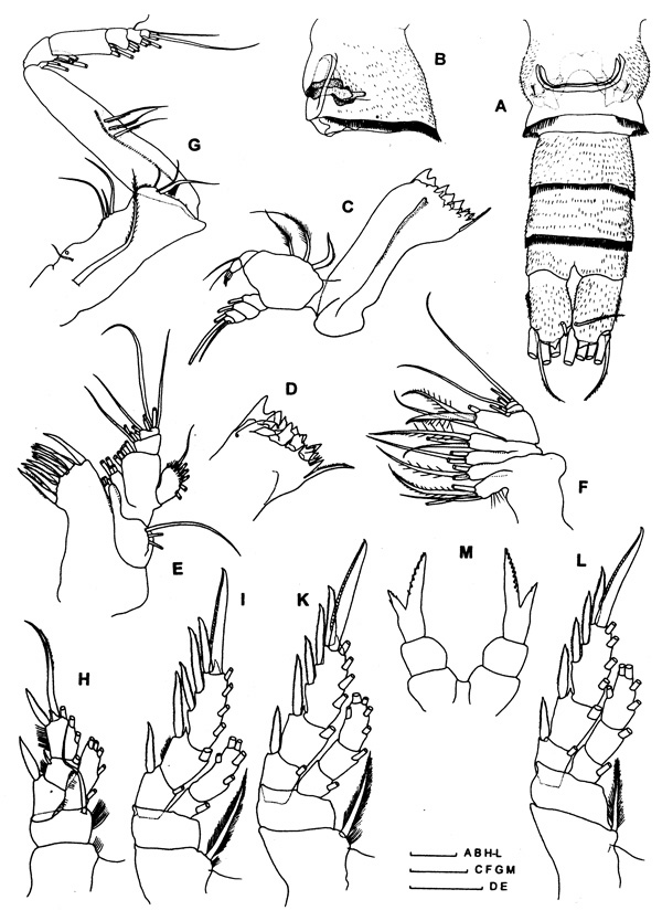 Espèce Frigocalanus rauscherti - Planche 2 de figures morphologiques
