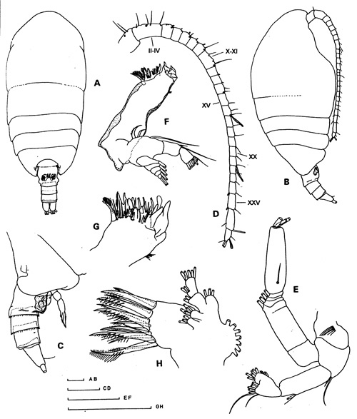 Espèce Tharybis groenlandicus - Planche 1 de figures morphologiques