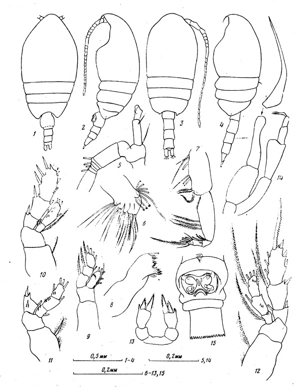 Species Tharybis groenlandicus - Plate 3 of morphological figures