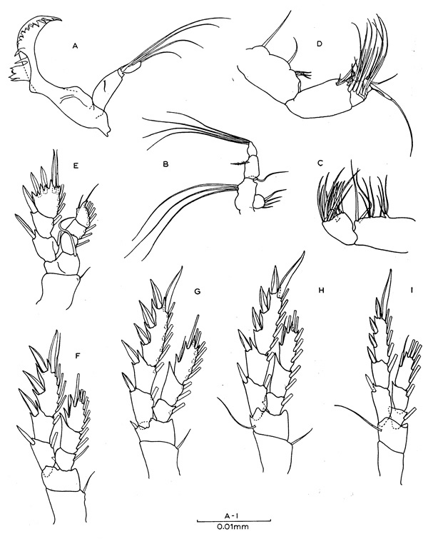 Espèce Epacteriscus rapax - Planche 2 de figures morphologiques