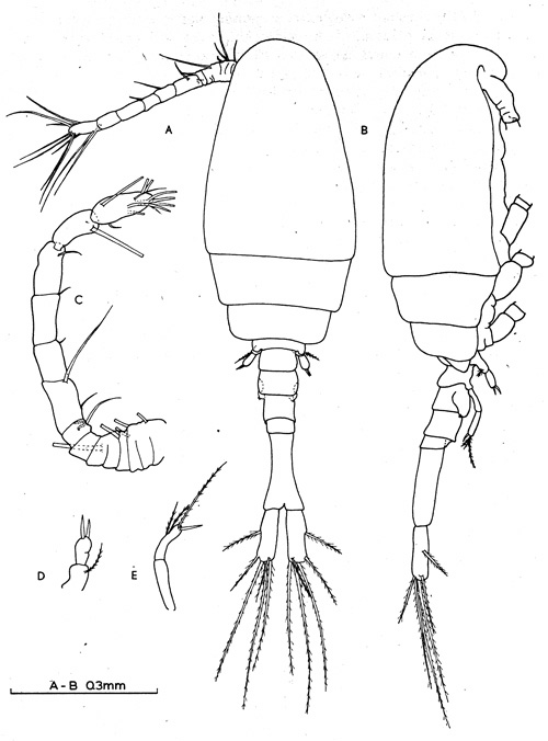 Species Thaumatopsyllus paradoxus - Plate 1 of morphological figures