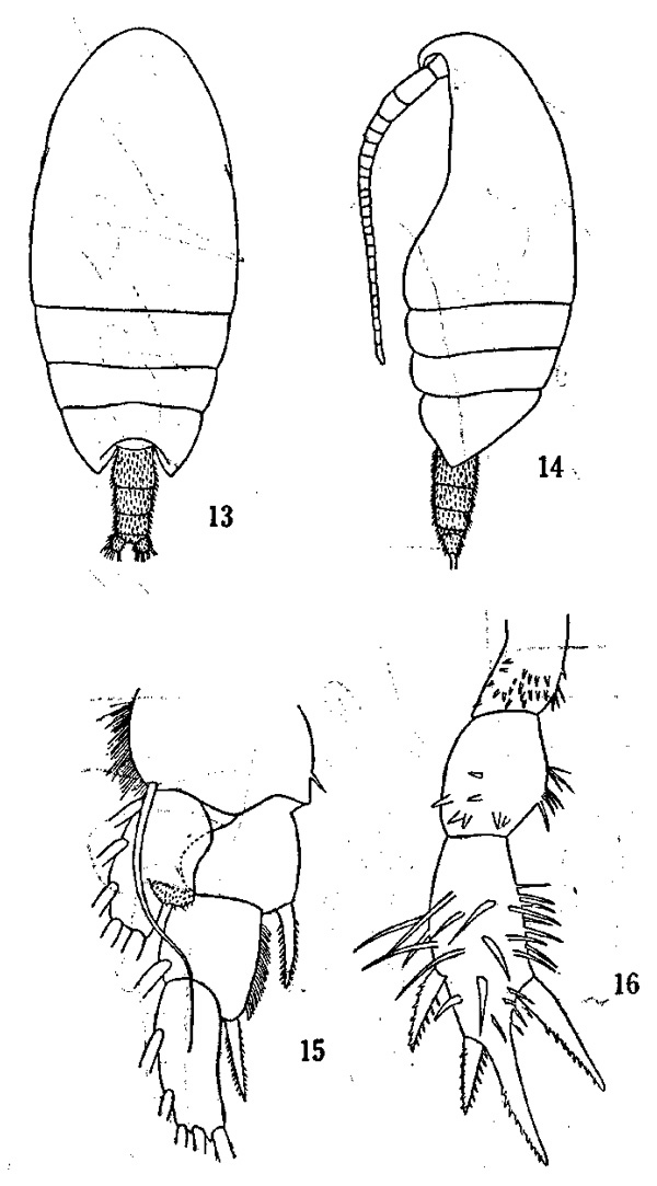 Species Xanthocalanus multispinus - Plate 1 of morphological figures