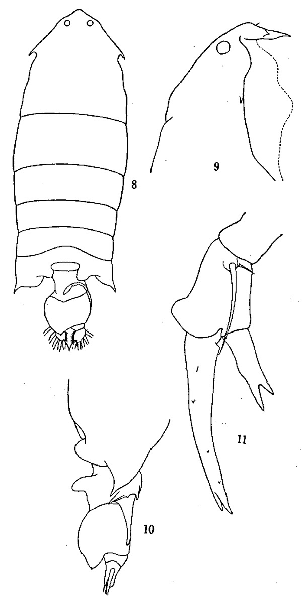 Species Pontella sinica - Plate 1 of morphological figures