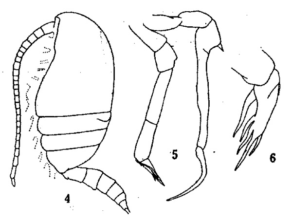 Species Stephos pentacanthos - Plate 1 of morphological figures