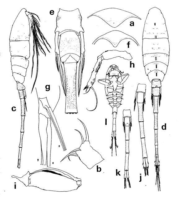 Species Lubbockia wilsonae - Plate 1 of morphological figures