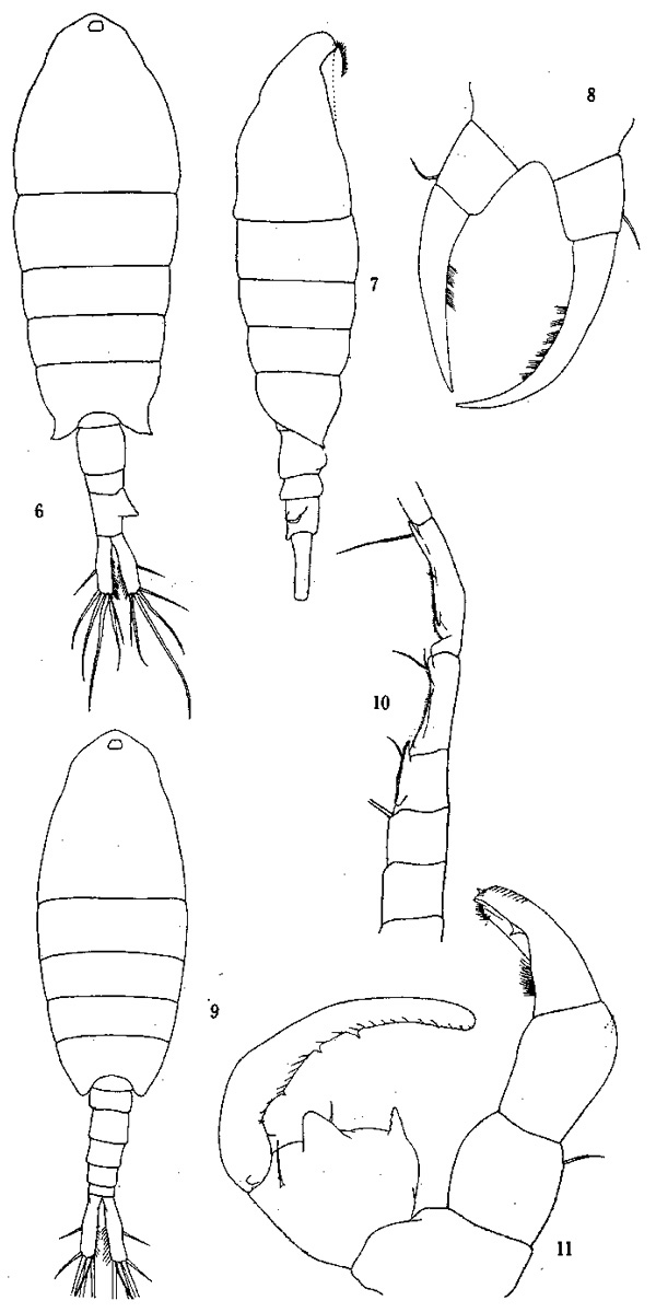 Species Tortanus (Eutortanus) dextrilobatus - Plate 1 of morphological figures
